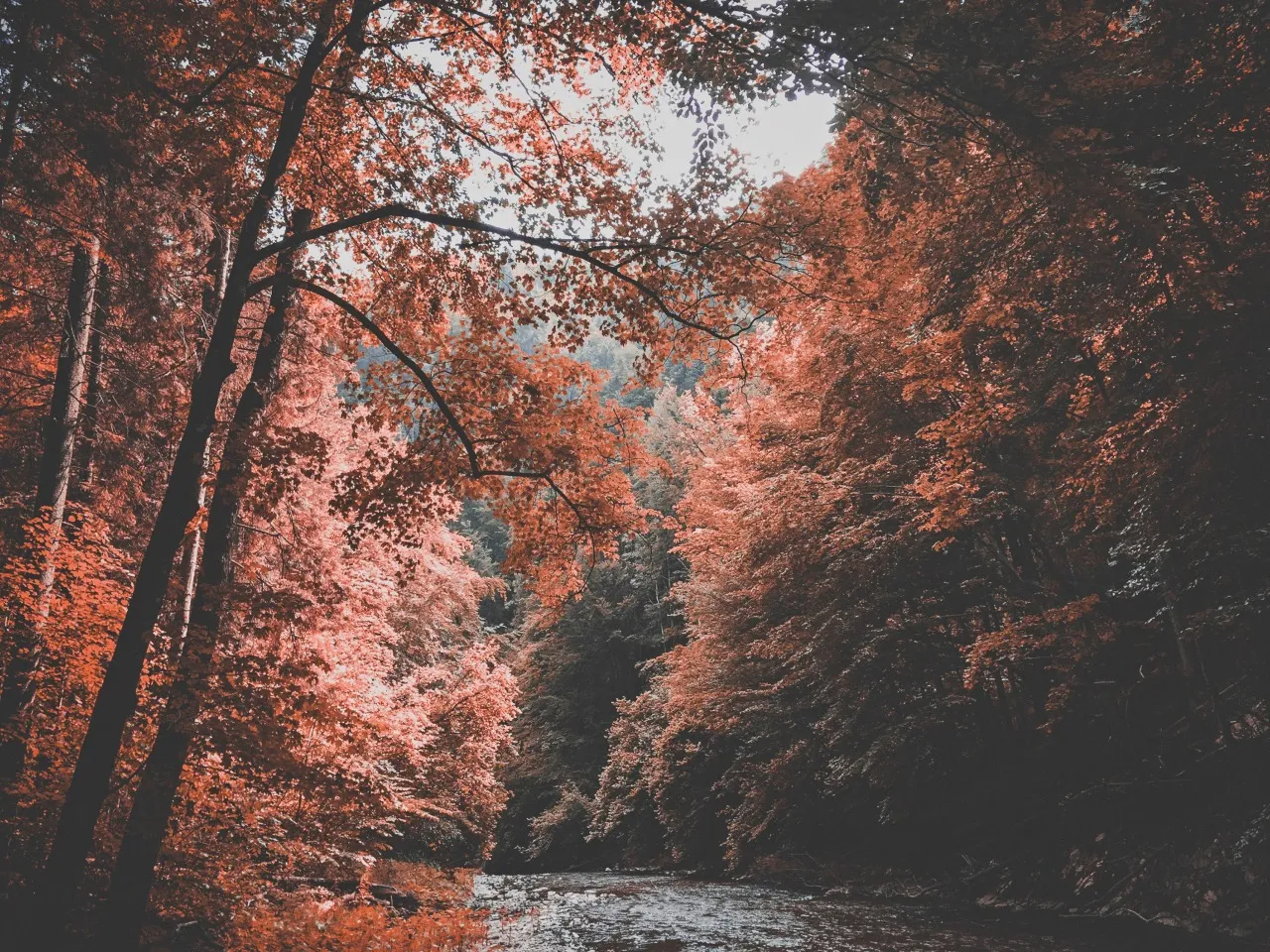 Autumn forest in the Appalachian Basin